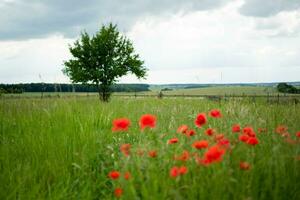 Red poppies in a green field with a tree and a stormy summer sky photo