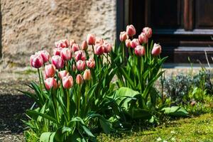 Pink tulips in the ground in a garden at springtime photo