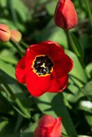 Close up on red tulips, tulipa photo