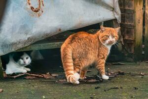 grupo de Doméstico gatos al aire libre, felis catus foto