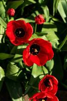 Red tulips in the ground in a garden at springtime photo