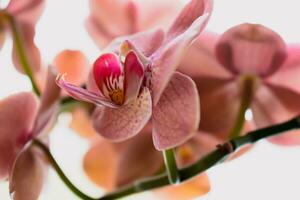 Orchid flower in interior, phalaenopsis photo