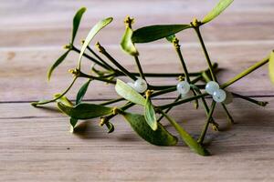 Branch of mistletoe with white berries, viscum album photo