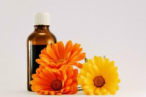 Calendula officinalis flowers and oil bottle on white background, asteraceae, calenduleae photo