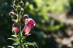 boca de dragón flores en el jardín, antirrino mayor cerca arriba en rosado flores, borroso antecedentes foto