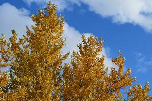 colección de hermosas hojas de otoño coloridas foto