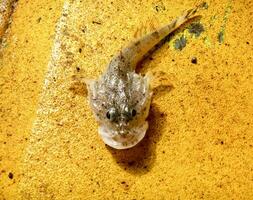 fish goby on a yellow background. bull fish. photo