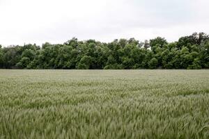 field of green immature barley. Spikelets of barley. The field is barley, Rural landscape. photo