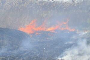 Fire on a plot of dry grass, burning of dry grass and reeds photo