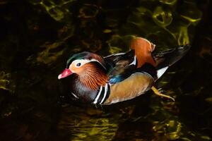 Mandarin Duck, beautiful bird in the pond. photo