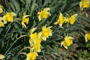 Blooming buds of daffodils in flower bed. photo