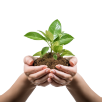 AI generated Hands holding  green plant isolated on white background png