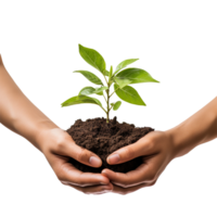 AI generated Hands holding  green plant isolated on white background png
