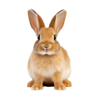 ai généré lapin isolé sur transparent Contexte png