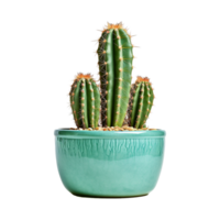 ai generado cactus aislado en transparente antecedentes png