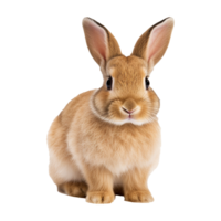 AI generated Rabbit isolated on transparent background png