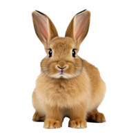 ai generiert Hase isoliert auf transparent Hintergrund png