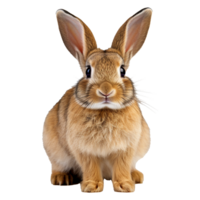 ai généré lapin isolé sur transparent Contexte png