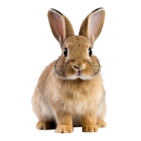 AI generated Rabbit isolated on transparent background png