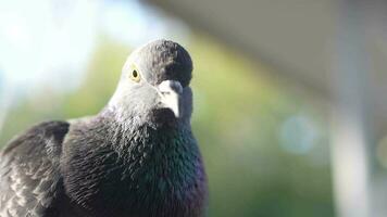 pigeons utilisation bâtiments comme abri. video