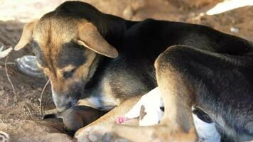 mère chien prend se soucier de nouveau née chiots video