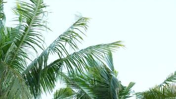 Coconut leaves wind blowing sky background video