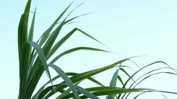 Sugarcane leaves wind blowing sky background video