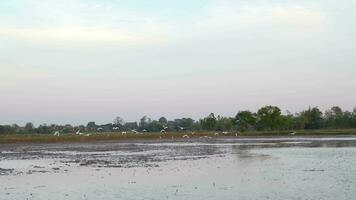 Birds forage in the fields video