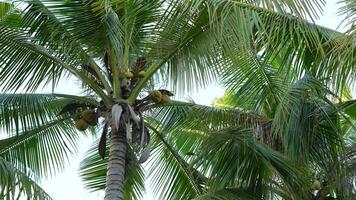 Coconut leaves wind blowing sky background video