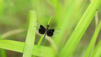 un' libellula catturato su il erba. il vento era soffiaggio difficile. video