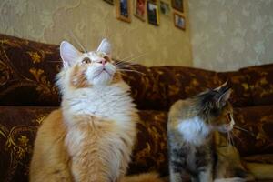 Giant maine coon cat. Mainecoon cat, Breeding of purebred cats at home photo