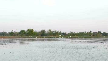 Birds forage in the fields video