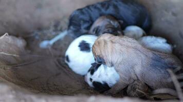 cachorros en un suciedad pozo dando nacimiento video