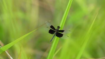 un' libellula catturato su il erba. il vento era soffiaggio difficile. video