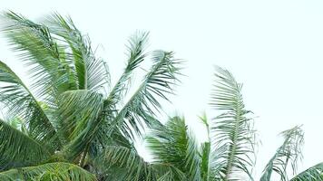 Coconut leaves wind blowing sky background video