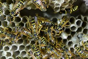 Vespiary. Wasps polist. The nest of a family of wasps which is taken a close-up. photo