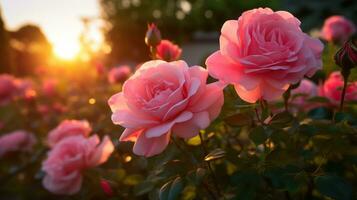 ai generado rosado Rosa en Mañana luz de sol elegante floral belleza foto