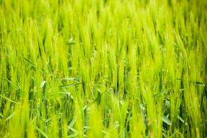 field of green immature barley. Spikelets of barley. The field is barley, Rural landscape. photo