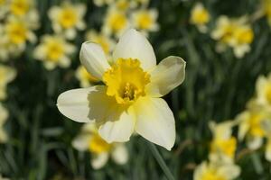 Spring flowering bulb plants in the flowerbed. Flowers daffodil yellow photo