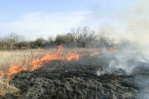 Burning dry grass and reeds. Cleaning the fields and ditches of photo