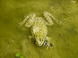 The Green Frog. The amphibian frog is ordinary. photo