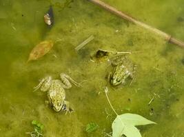 el verde rana. el anfibio rana es común. foto