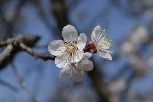 Spring flowering trees. Pollination of flowers of apricot. Blooming wild apricot in the garden photo