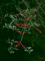 Red yaupon berries are beautiful in Christmas themed decor. photo