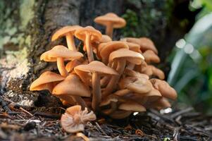 armillaria tabescens es un parásito seta ese crece en racimos en débiles y susceptible arboles foto