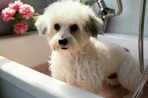 AI generated Pampering session Groomer washes Bichon Frise mix in pet salon photo
