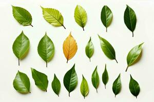 AI generated Crisp and clean Basil leaves set against a pristine white background AI Generated photo