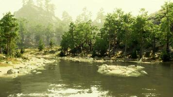 uma rio corrida através uma floresta preenchidas com grande quantidade do árvores video
