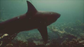 genial blanco tiburón nadando entre arrecifes video