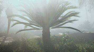 een palm boom in een mistig Woud video